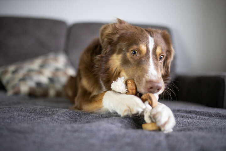 OLIVI DOG BONES Tau-Spielzeug "Ringe"